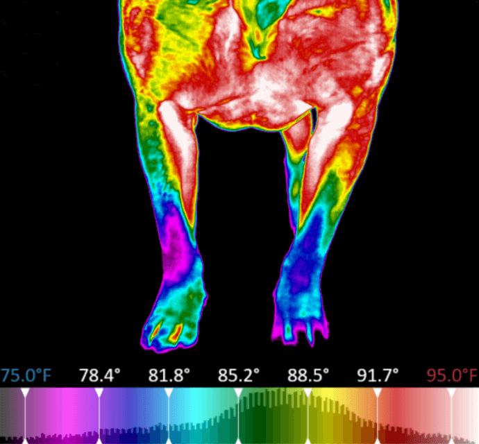 Beside-What-is-Veterinary-Thermal-Image-First-Page-First-of-two-images