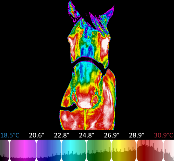 Veterinary Thermal Imaging | Digatherm® | Infrared Cameras Inc