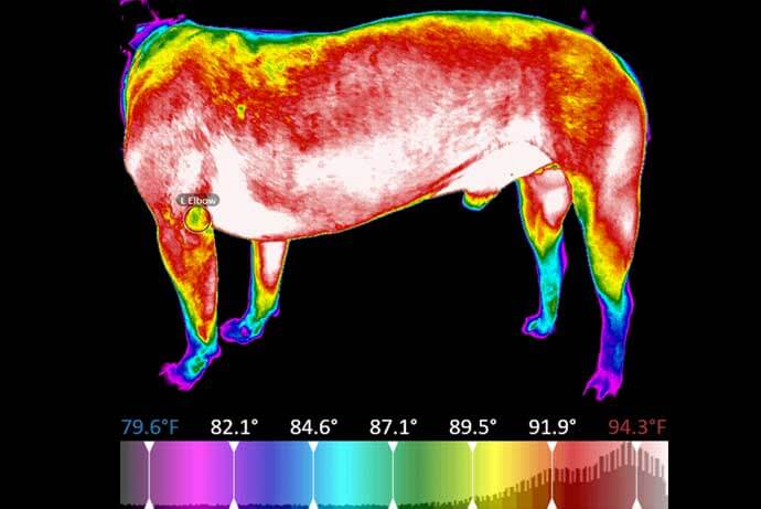 small-animal-thermography-infrared