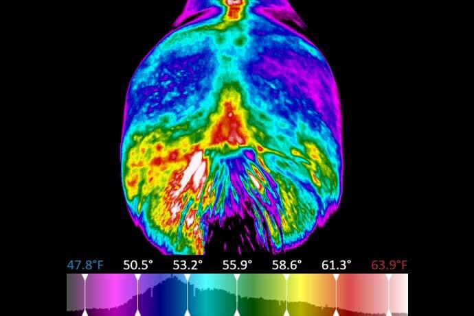 what-is-equine-thermal-imaging